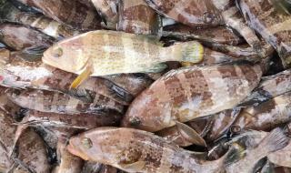 石斑鱼是国家保护动物吗 野生石斑鱼