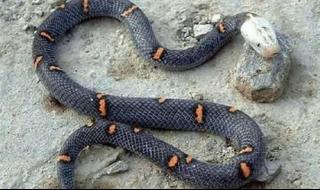 贝尔彻海蛇是不是世界上最毒的蛇